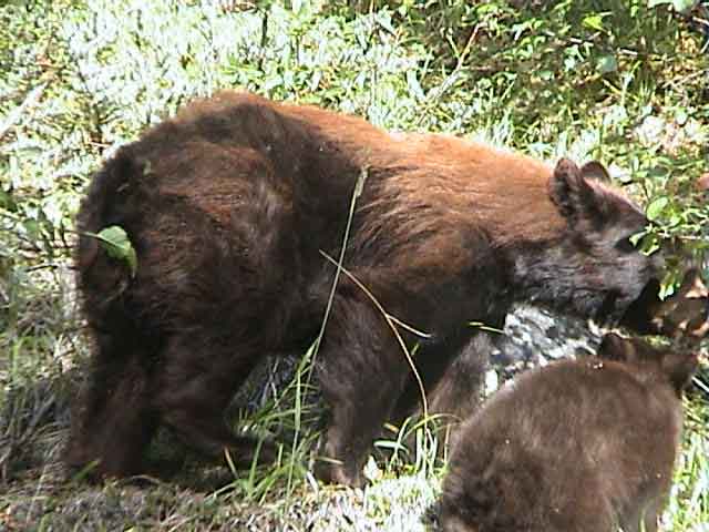 Oso Pardo - Canada 3.jpg